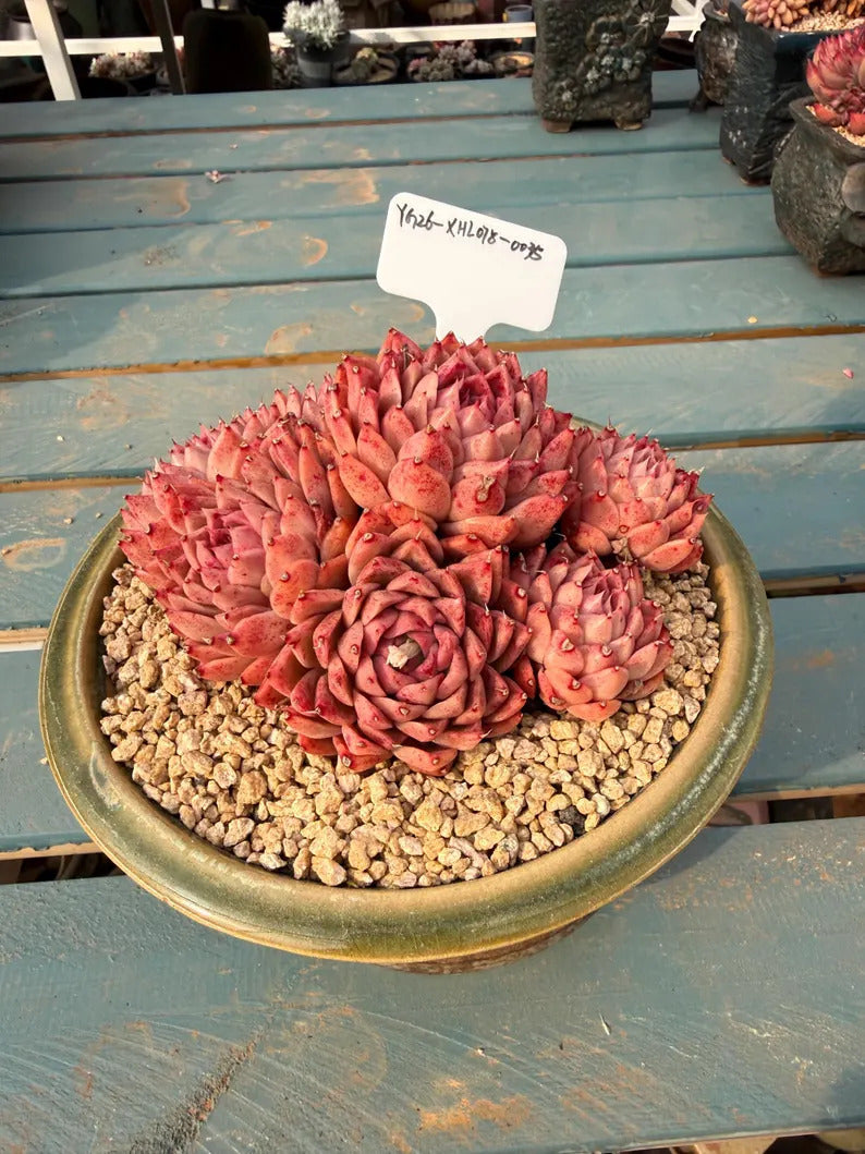 Plant ID: XHL078-0035 WYSIWYG Living Plant --❀ Echeveria 'Conch' 3.5-Year-Old Stage ❀–- Rare Multi-Head Clump-forming Succulent