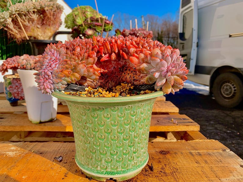 Rare Echeveria ‘Orange Monroe’ Succulent Plant | Boutique Live Succulent | What You See is What You Get | Bare Root 2512-043