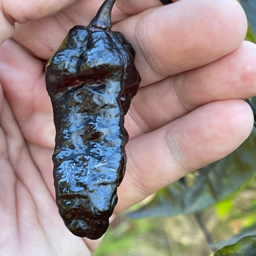 Pimenta Chris Fat - Seeds