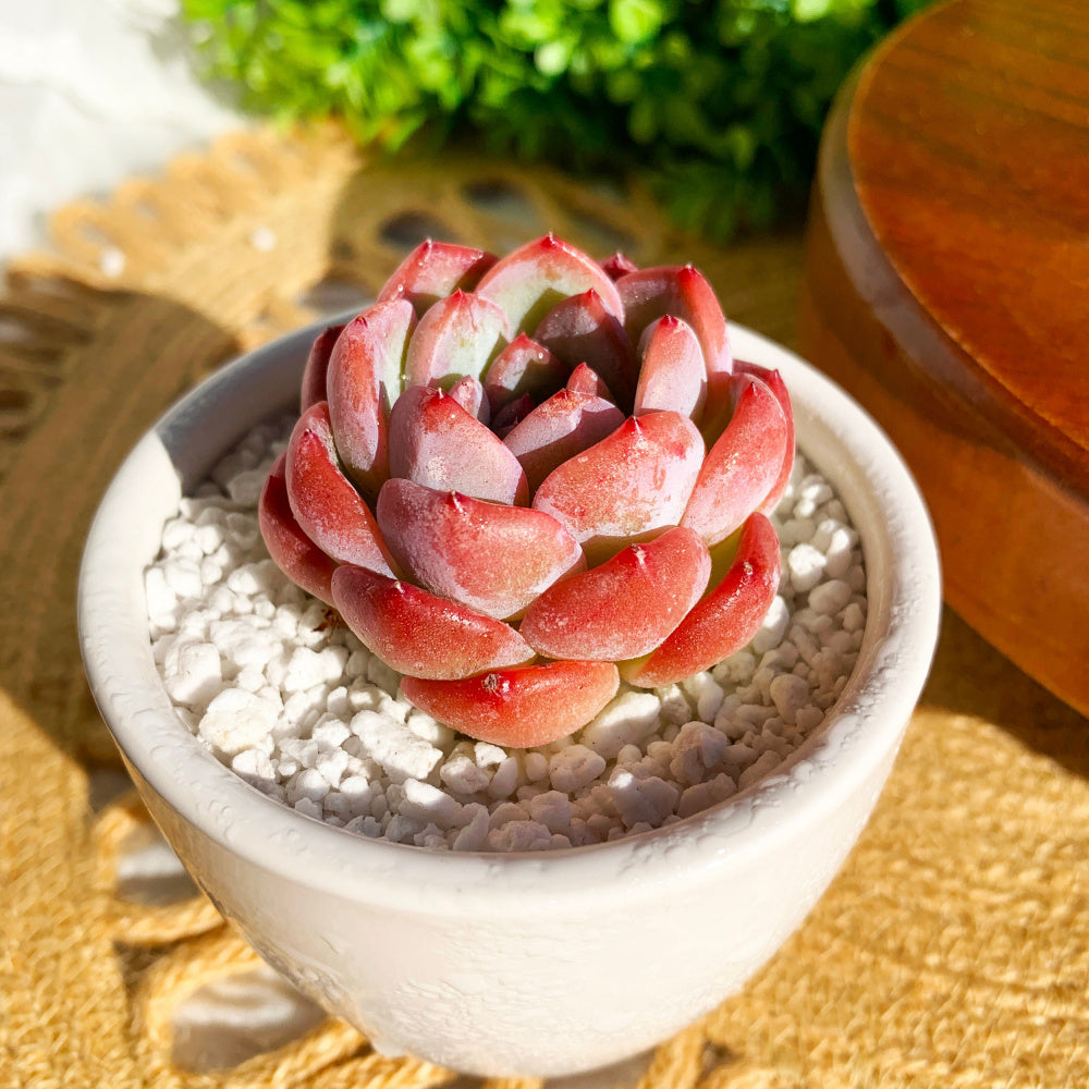 Echeveria 'Strawberry Almond' Succulent - Rare Pink Live Plant