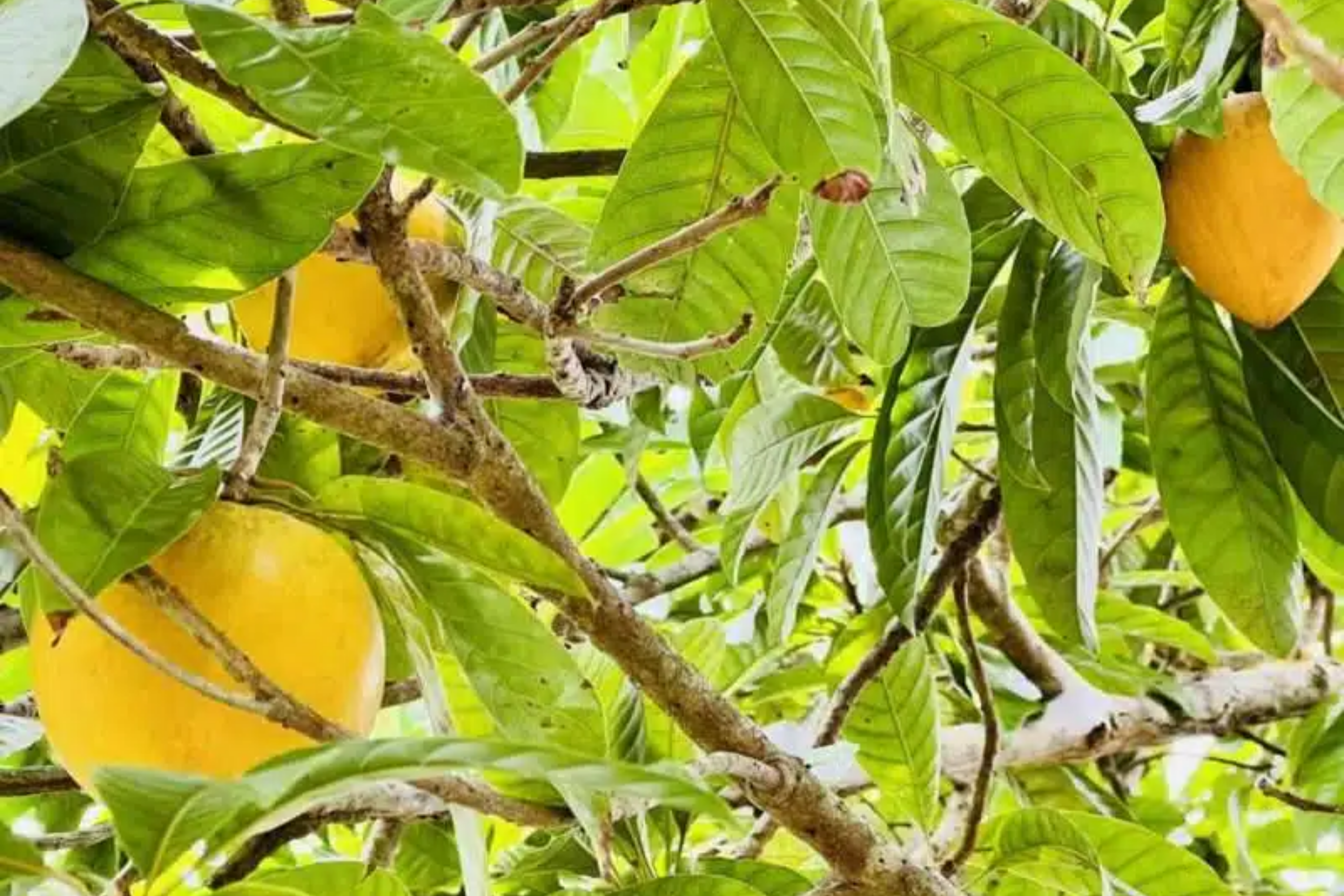 1 Canistel Tree 1-2 ft Tropical Fruit Tree | Sweet, Unique Fruit | Hardy for Tropical Gardens & Containers | Easy Care | USDA Zones 10-11