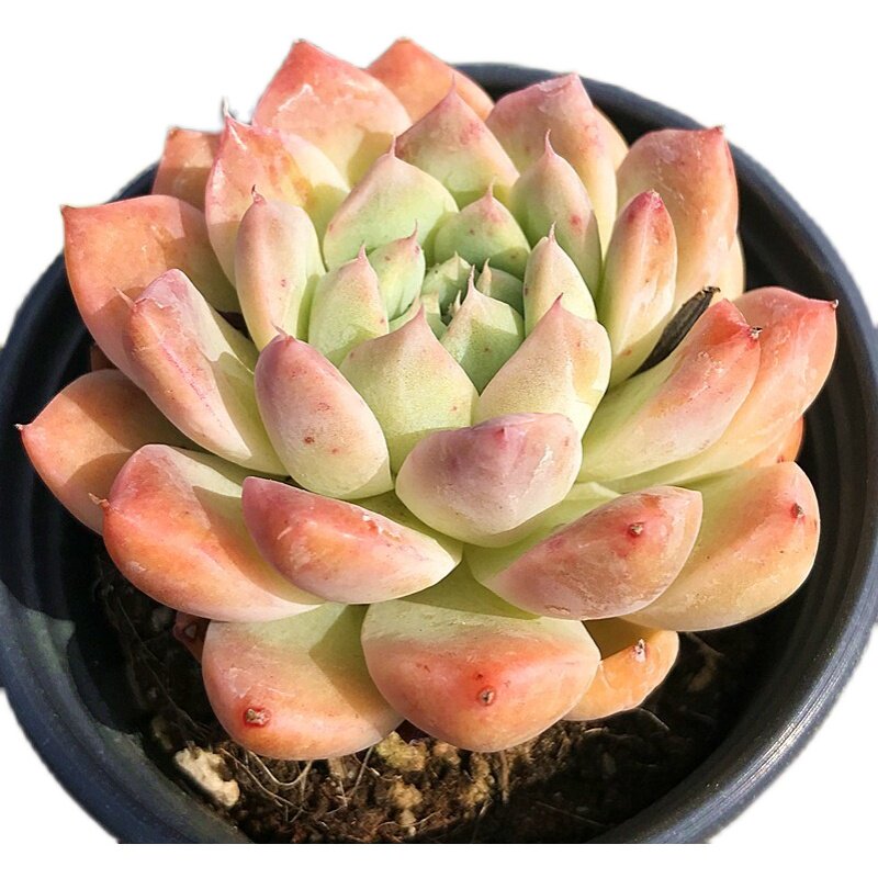 Echeveria ‘Alba Beauty’ Live Succulent | Rosette Echeveria Plant for Desk, Shelf & Minimalist Home Decor
