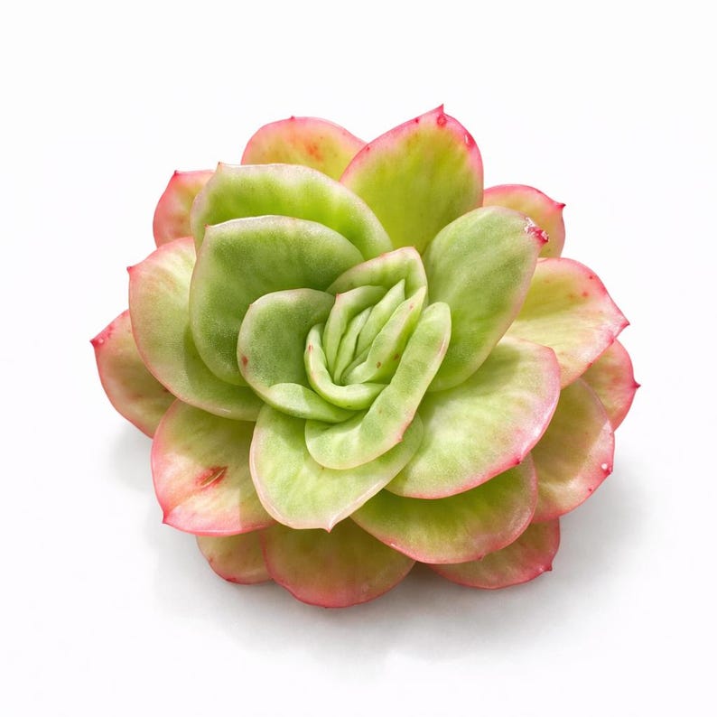 [Mother's Day Gift 💕🎁] A Stunning Rosette Succulent - Echeveria 'Ice Rose' - Naturally Variegated With Pale Green to Icy Pink