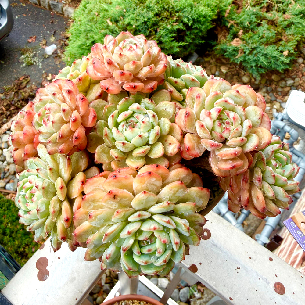 Echeveria 'Rosy Glow' - 6.5"-7" Collector Plant - Rare Live Succulent Only One Available - Exact Plant Shown WYSIWYG