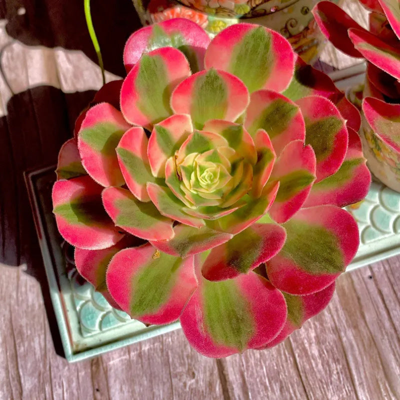 Aeonium 'Pink Witch' - Sought-after Colorful Addition to Collection