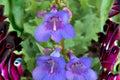 100 mg Penstemon cyanocaulis Seeds – Blue Penstemon Wildflower for Pollinator Gardens, Native Planting, Bees & Hummingbirds