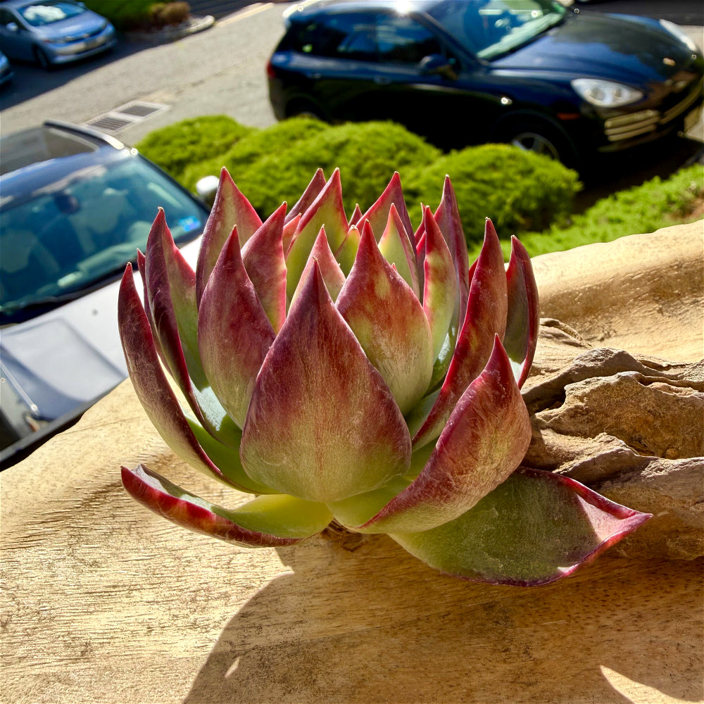 Echeveria Agavoides 'Casio' Variegata ~3"-3.5" Rare Succulent Live Plant