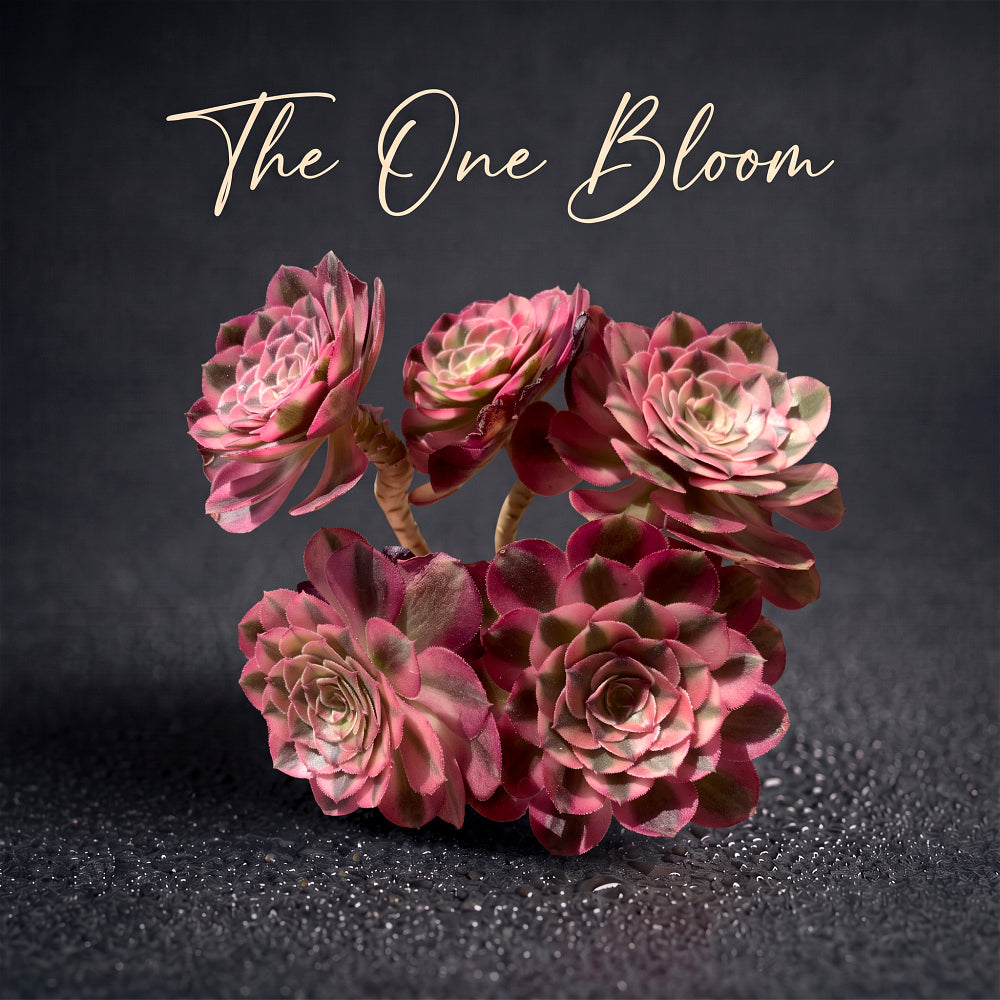 Premium Rare Live Succulent - Aeonium 'Pink Witch' Variegated - 4-5 Heads Clump-forming Plant - Perfect as Wedding Favors or Indoor Decor