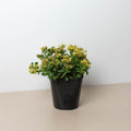 Sedum Limelight Green Mound Succulent