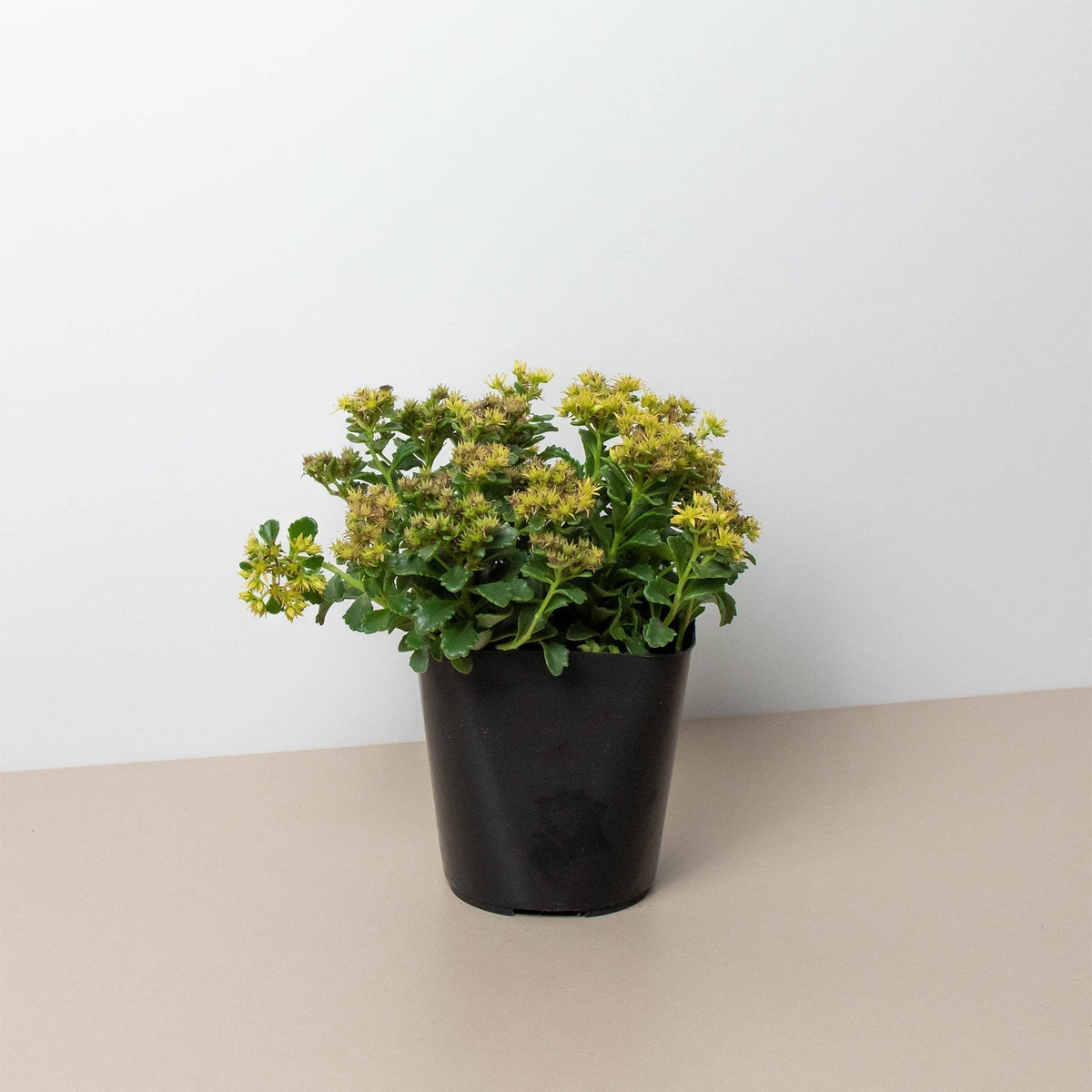 Sedum Limelight Green Mound Succulent