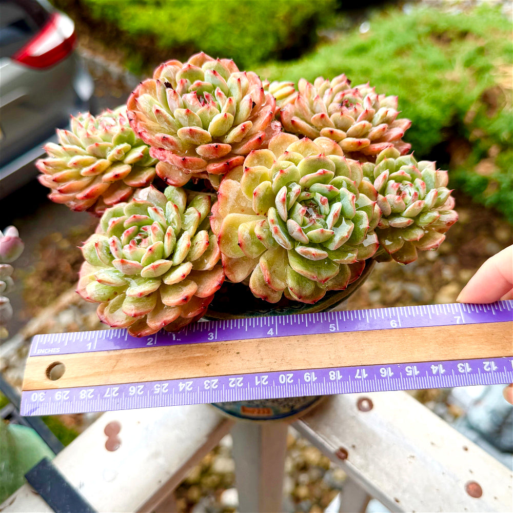 Echeveria 'Rosy Glow' 6.5"-7" WYSIWYG Live Plant - Exact Plant Shown Collector Rare Succulent
