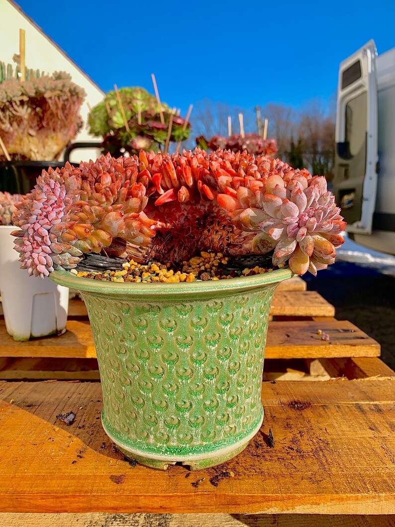 Rare Echeveria ‘Orange Monroe’ Succulent Plant | Boutique Live Succulent | What You See is What You Get | Bare Root 2512-043
