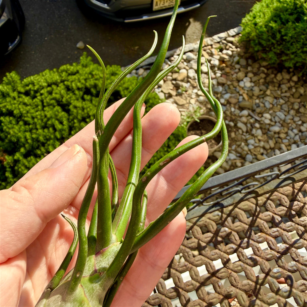 Tillandsia Bulbosa - Optional With Photo Frame