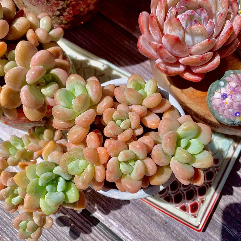 Graptosedum 'Miul' Multi-stemmed Cluster Approx. 3"–3.5" Across