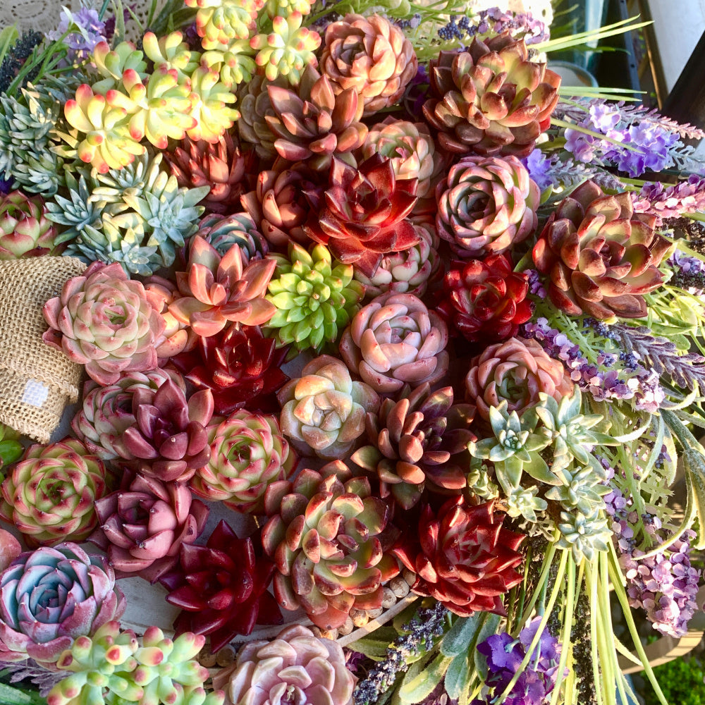 Large 6-pcs/12-pcs Premium Assorted Succulents - 2"-3" in Diameter Mix Plants Random Succulents