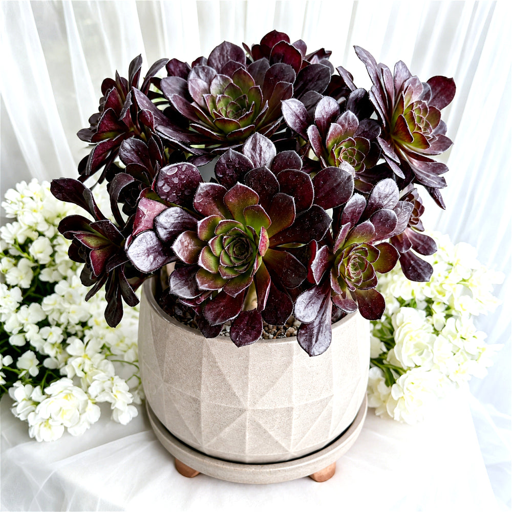 Aeonium Arboreum 'Black Rose' ~4"-5" Multi-stemmed Clustered - Rare Succulent Live Plant - Dark Rosettes Mature Bouquet Structure