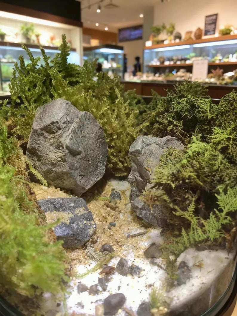 Live Moss Terrarium in Glass Jar Mini Bioactive Mossarium with Stone & Tiny Figurine Natura Desktop Ecosystem DIY Mini Garden Gift for Lover