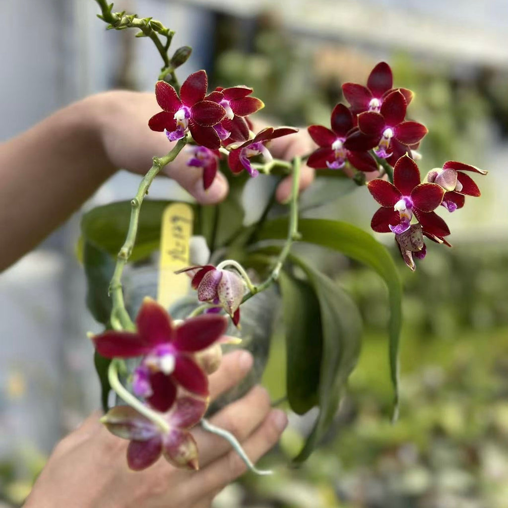 Phalaenopsis Yongli Red Agate 'YL-129'