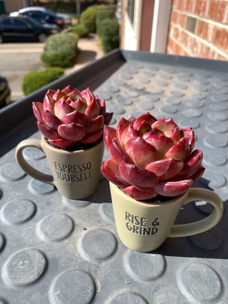 Rare Delicate Succulent - Echeveria 'Love Bird' - Popular Among Collectors For Vibrant Color