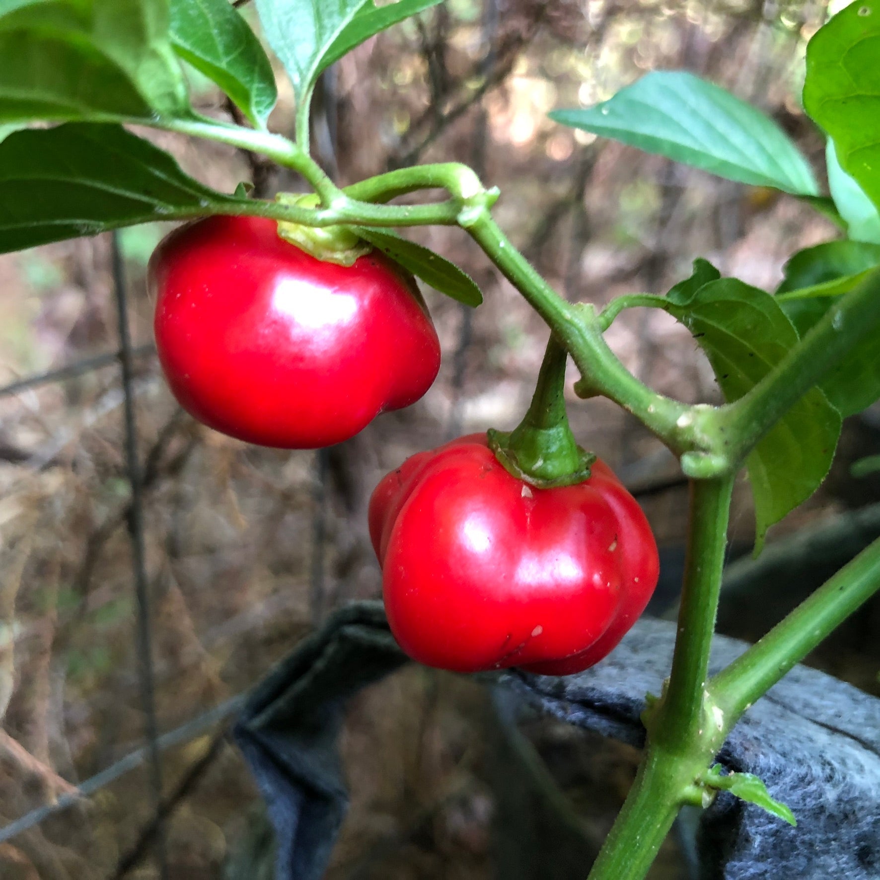 Red Savina - Seeds