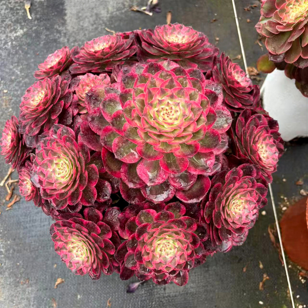 Aeonium 'Peacock Plume' Variegata - Extra-Large 12" A Lush Floral-bouquet Appearance Succulent - Striking Collectible Plant