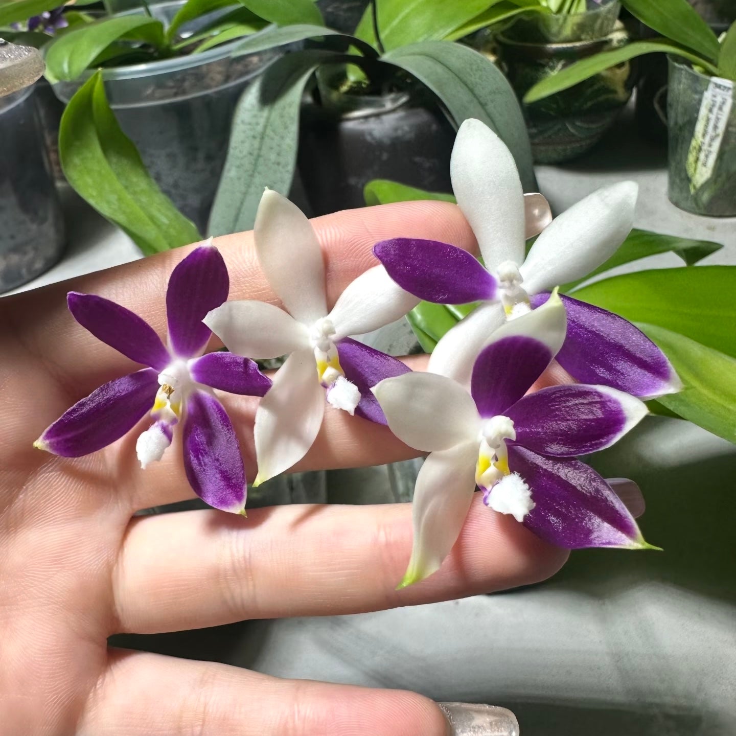 Phalaenopsis Lioulin Blue Jenny ‘Blue Dragonfly’