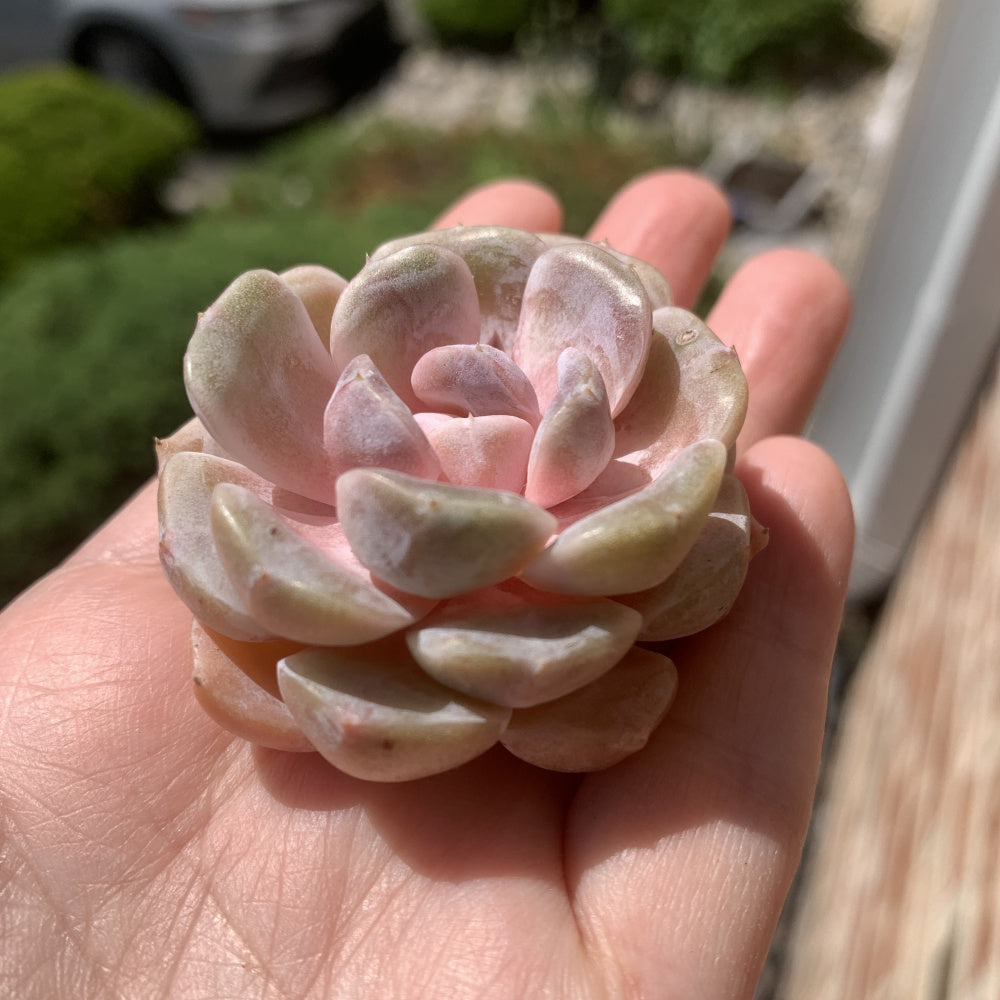 Echeveria 'Teddy Bear Burger' - Single Diameter Approx. 2"-2.5"