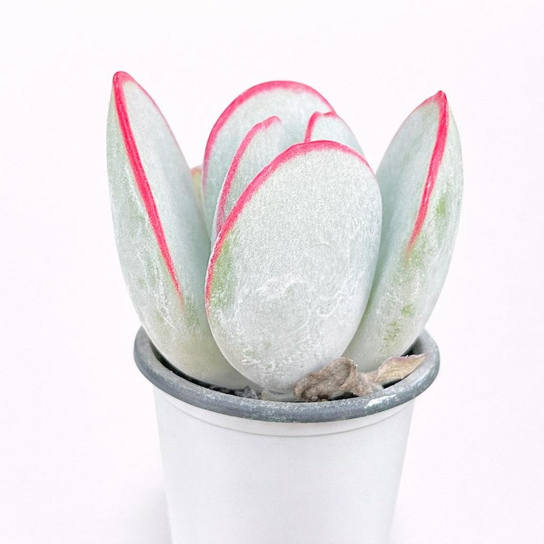 Cotyledon Orbiculata 'Frost Kiss' - Approx. 1.5" Diameter - Vibrant and Beginner-Friendly