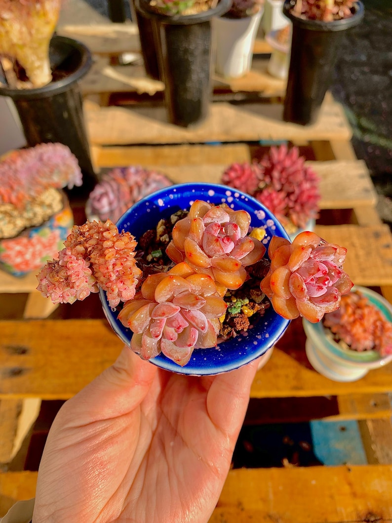 2512-038 Boutique Rare Succulents/Echeveria Orange Monroe/What You See is What You Get /Bare Root Without Soil Pot/Plants Gifts