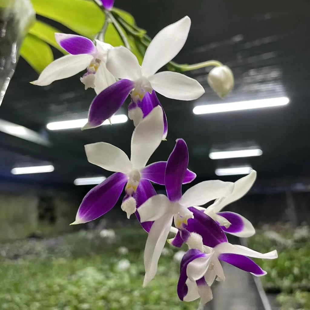 Phalaenopsis Lioulin Blue Jenny ‘Blue Dragonfly’
