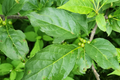 500mg Ilex Montana, Mountain Holly, Evergreen Shrub Seeds, Hardy Berry Plant