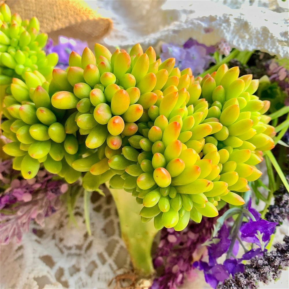 A Beautiful Succulent - Sedum 'Alice Evans' Crested - Do Just As Well With Less Care And Live Longer