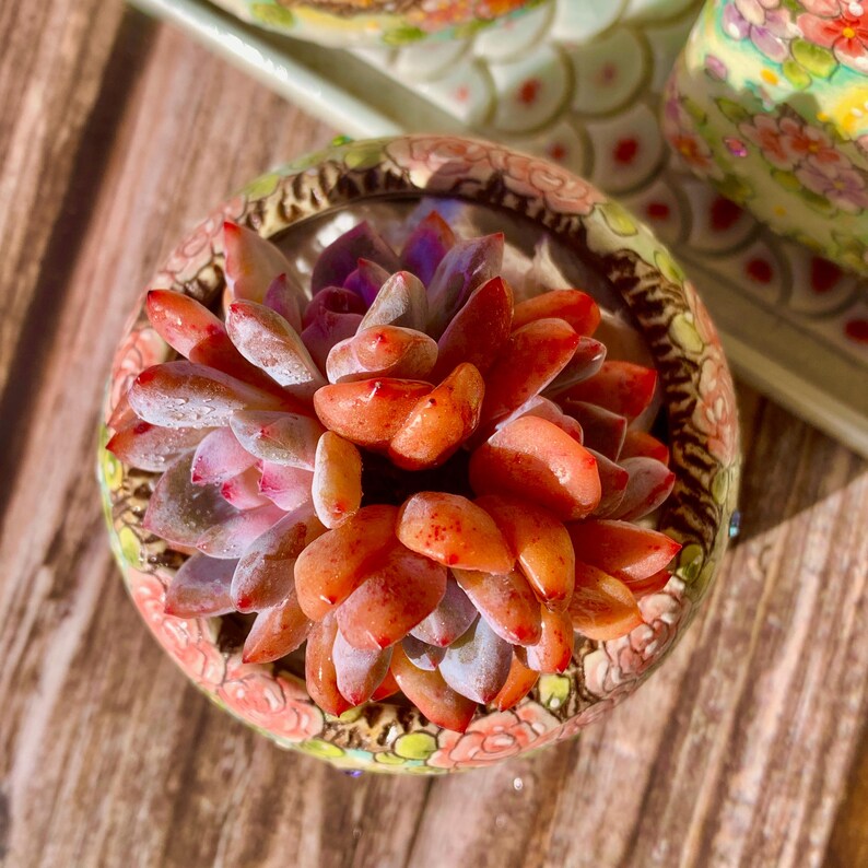 Echeveria 'Snow Angel' Multi-stemmed Cluster Approx. 3–3.5 inches Across