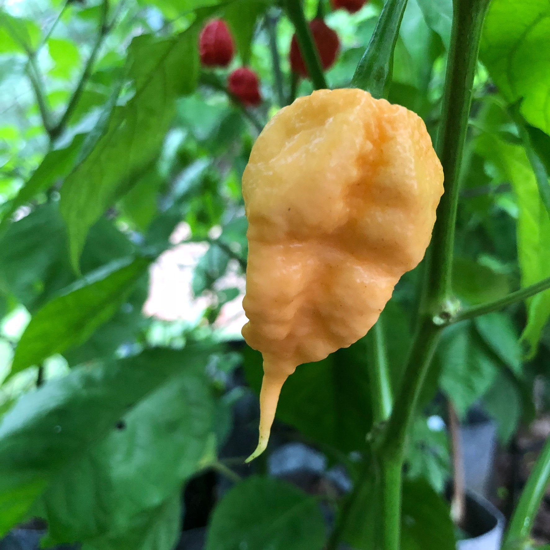 Reaper Mega Combo Pack (6 Types) - Seeds