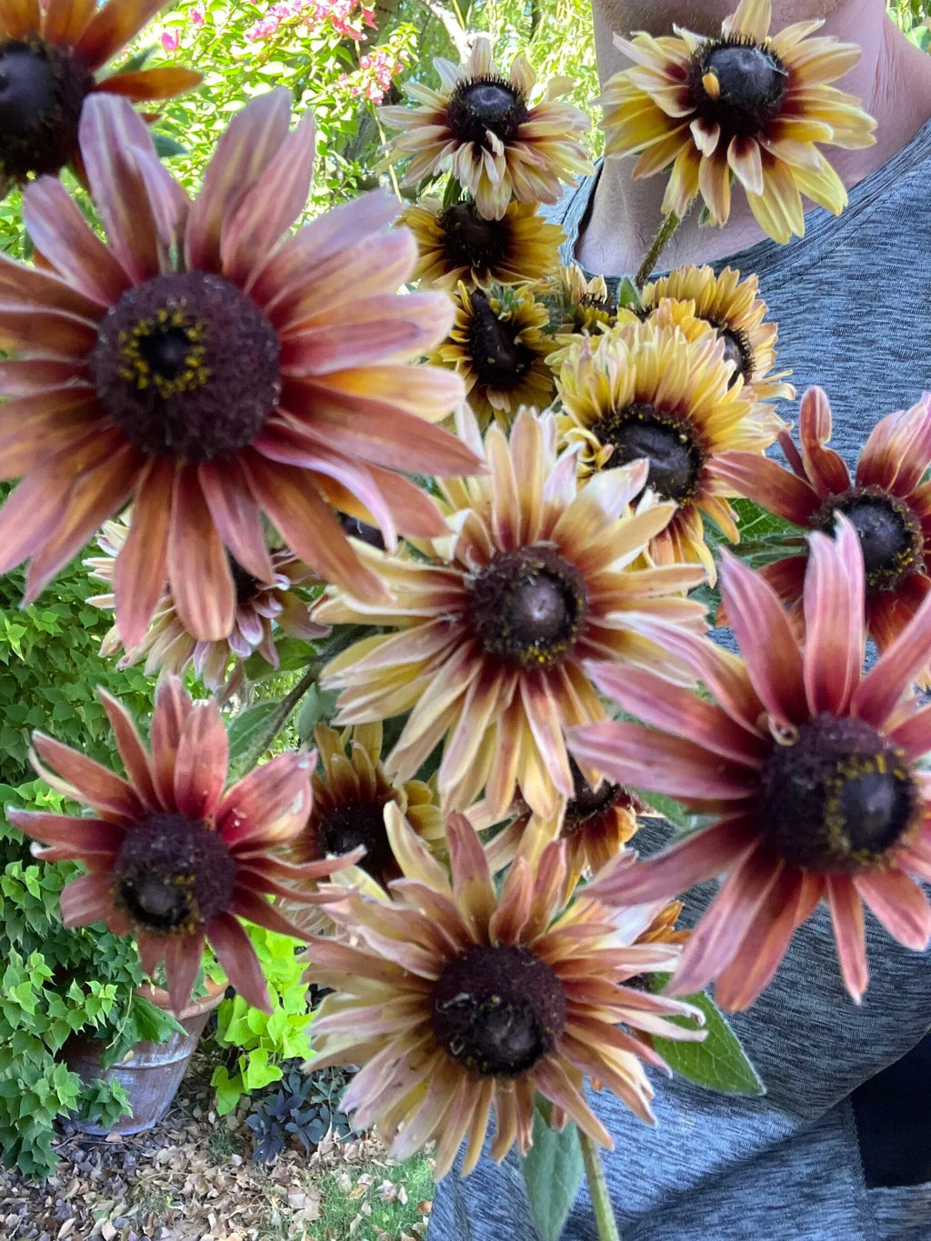 Rudbeckia Sahara seeds