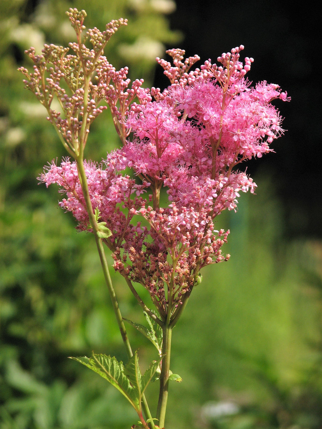 10 QUEEN Of THE PRAIRIE Pink Meadowsweet Filipendula Rubra Flower Seeds