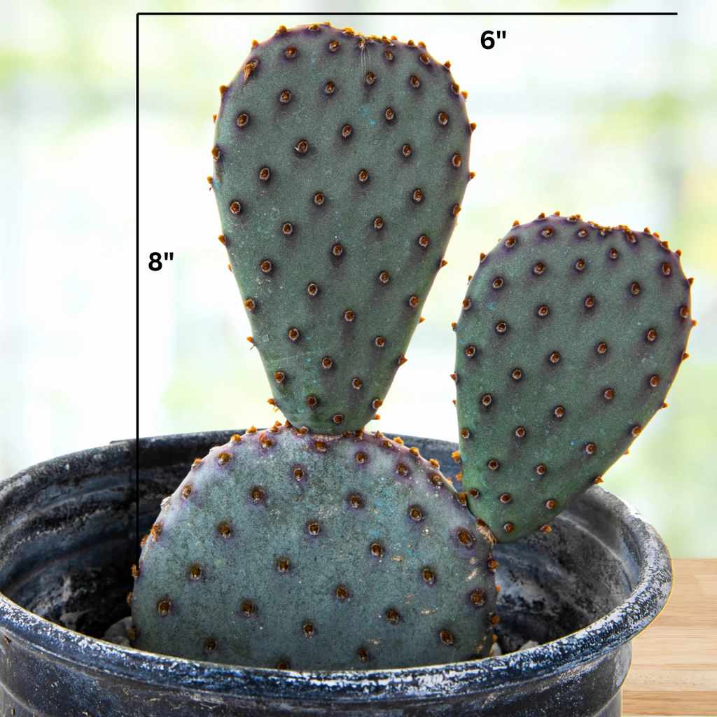 Santa Rita x Beavertail Hybrid