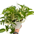 Monstera Mutant Manjula | Rare Variegated Pothos | House Plant Shop