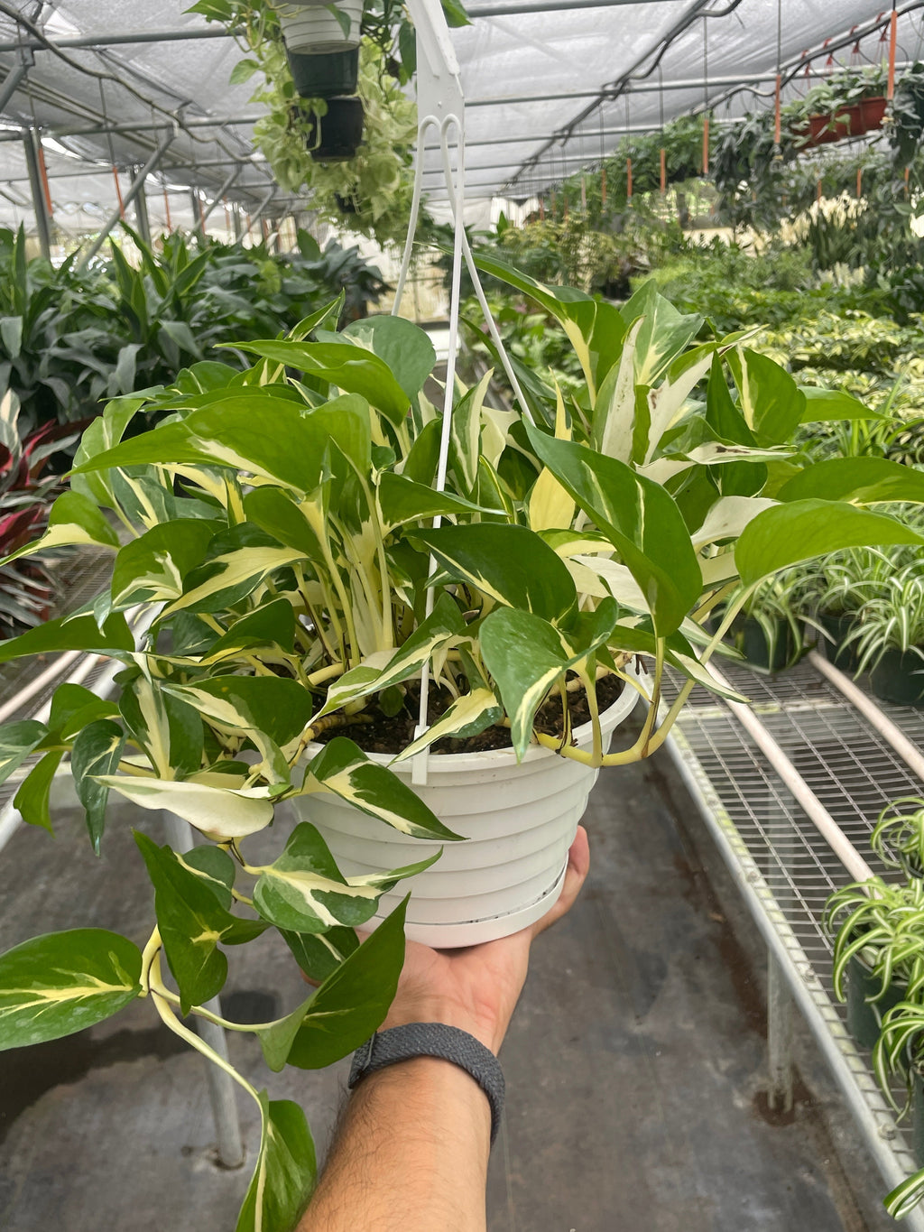 Pothos 'Mutant Manjula'