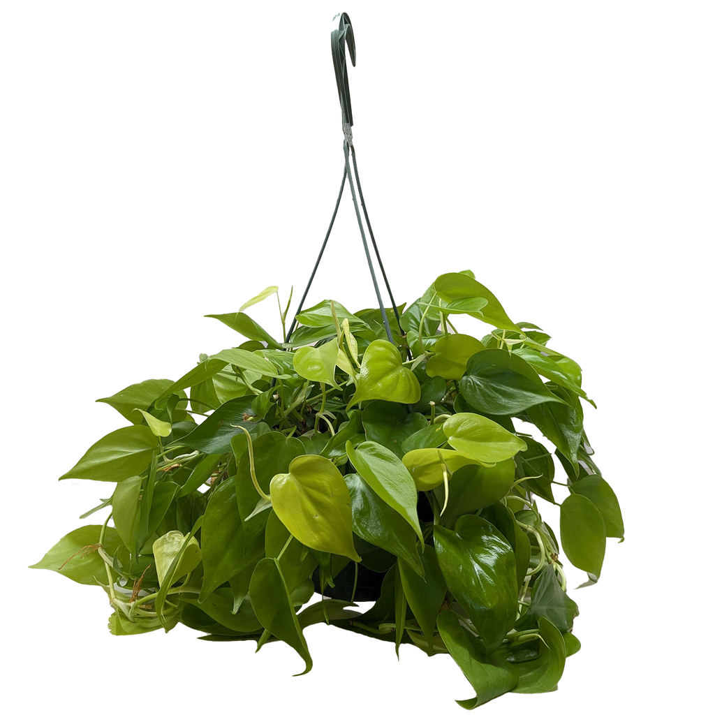 Philodendron 'Neon'