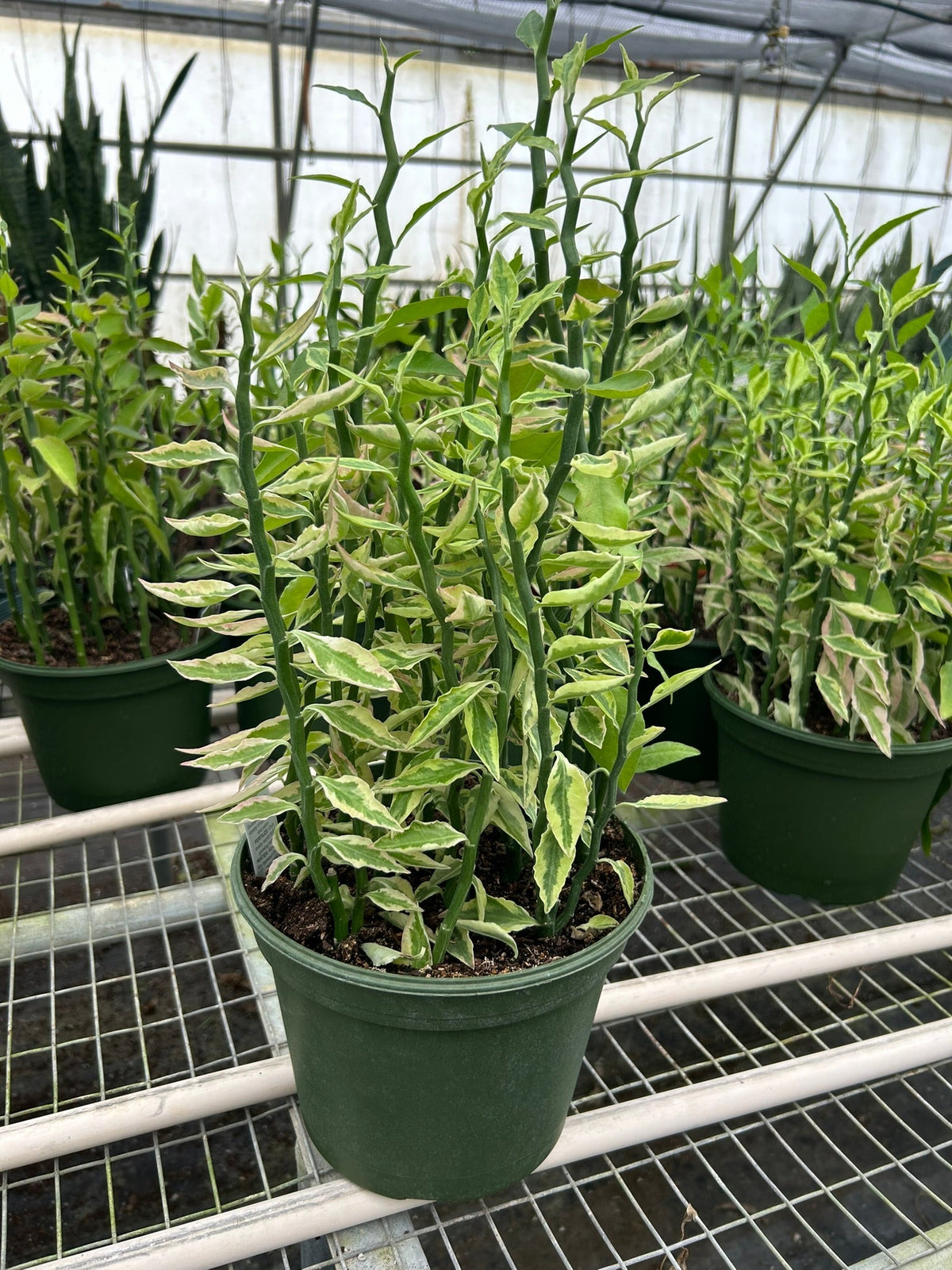 Devil's Backbone Euphorbia Variegata