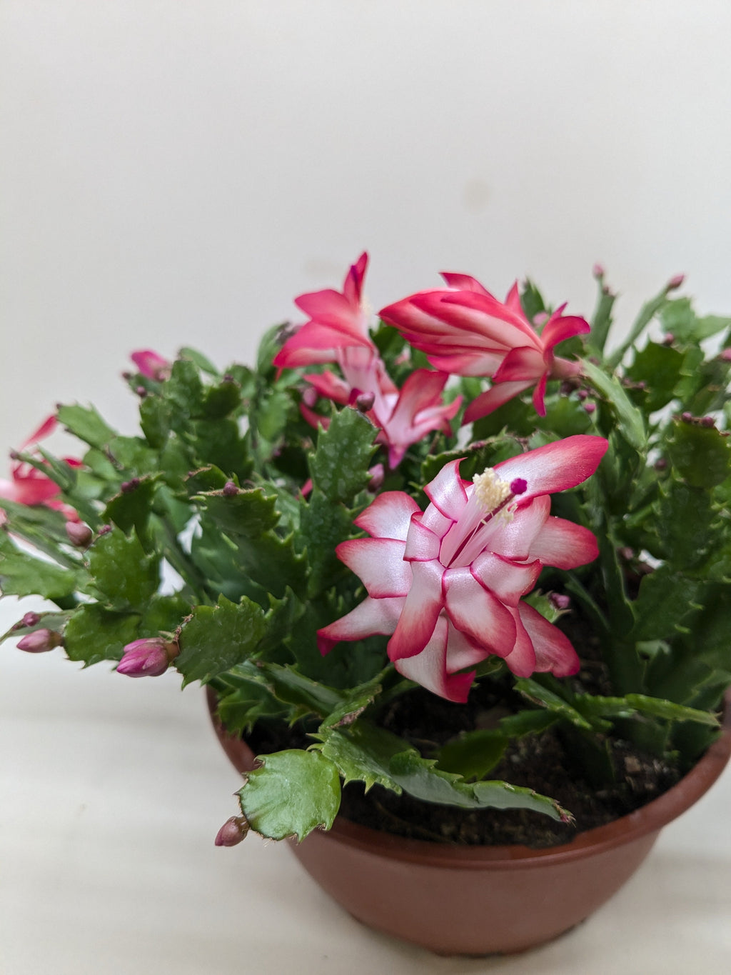 Christmas Cactus | Easy Care Holiday Plant | House Plant Shop