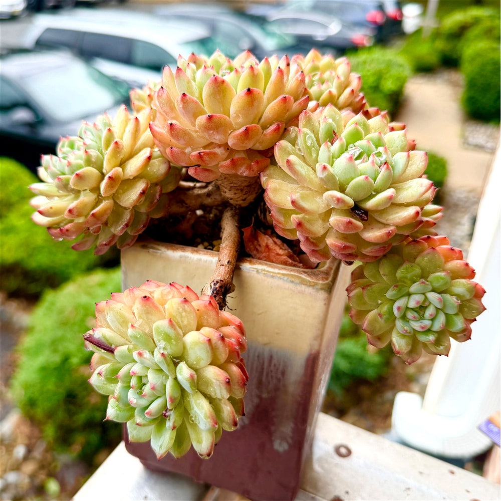 Echeveria 'Hani' 7"-7.5" Collector Succulent - One-of-a-Kind - Exact Plant Shown Rare Live Plant