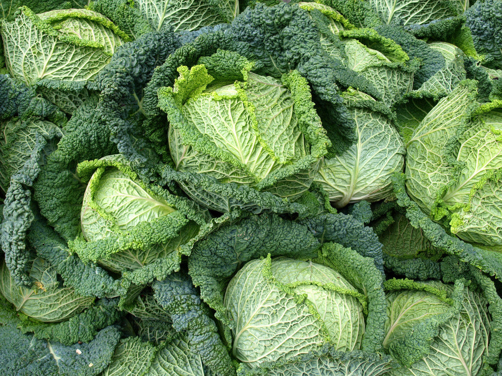 500 Savoy Cabbage Seeds - Heirloom Non-GMO Cabbage Seeds