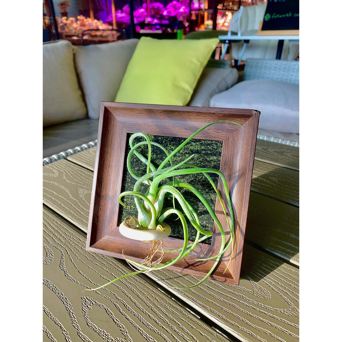 Air Plant - Tillandsia 'Medusa' - With 4-inch Wooden Photo Frame