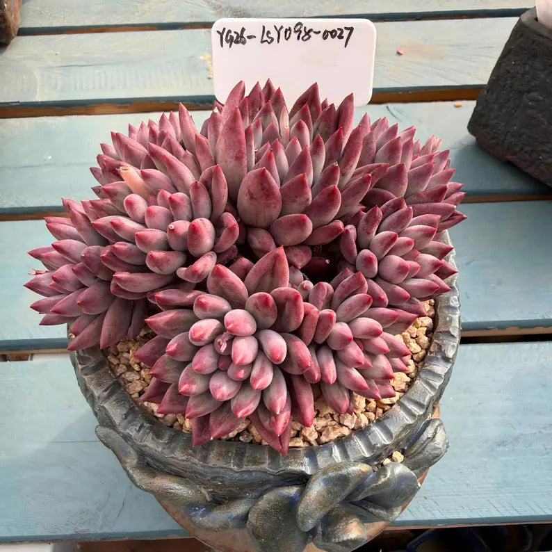 4-Year-Old Rare Echeveria 'Pink Cherry' Succulent 4.5-inch Mature Plant No. LSY098-0027