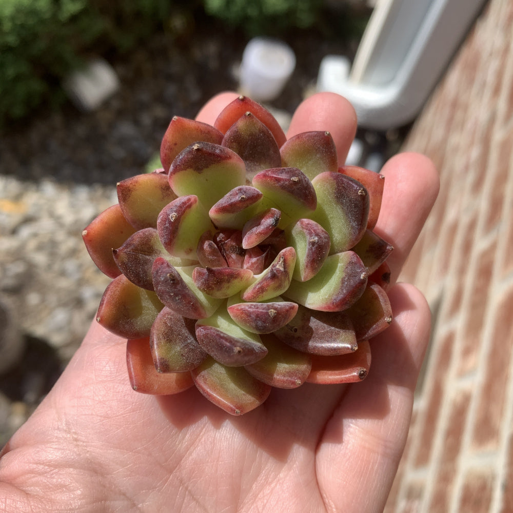 Echeveria ‘SHUTING' - Single Diameter Approx. 2"-2.5"