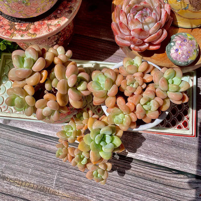 [Mother's Day Gift] Popular Charming Compact Succulent Shrublet - ×Graptosedum 'Miul' - Drought-tolerant Plant Perfect For Potted, Hanging Baskets,  and Rock Gardens