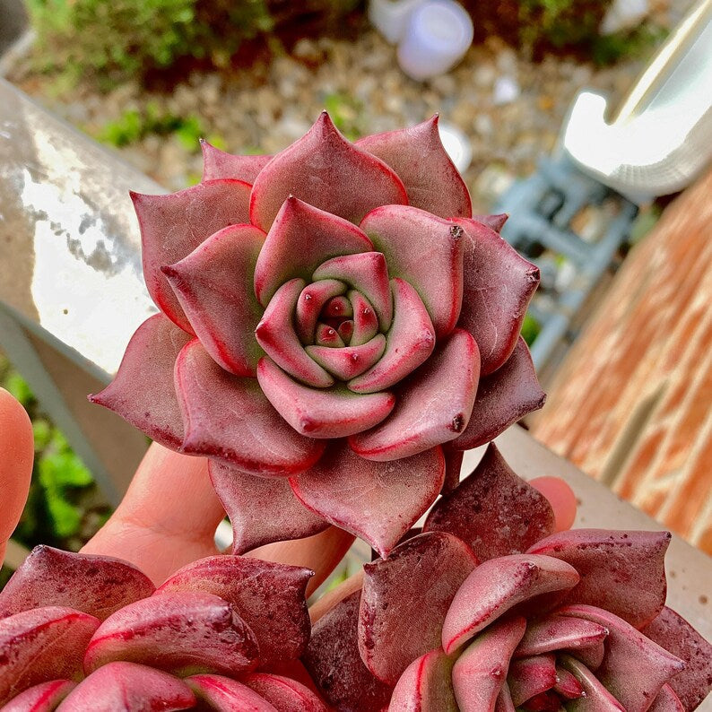 Echeveria Agavoides 'Romeo' 3"-3.5" Boutique Single-plant Succulent - Known For Its Star-shaped Rose-like Form