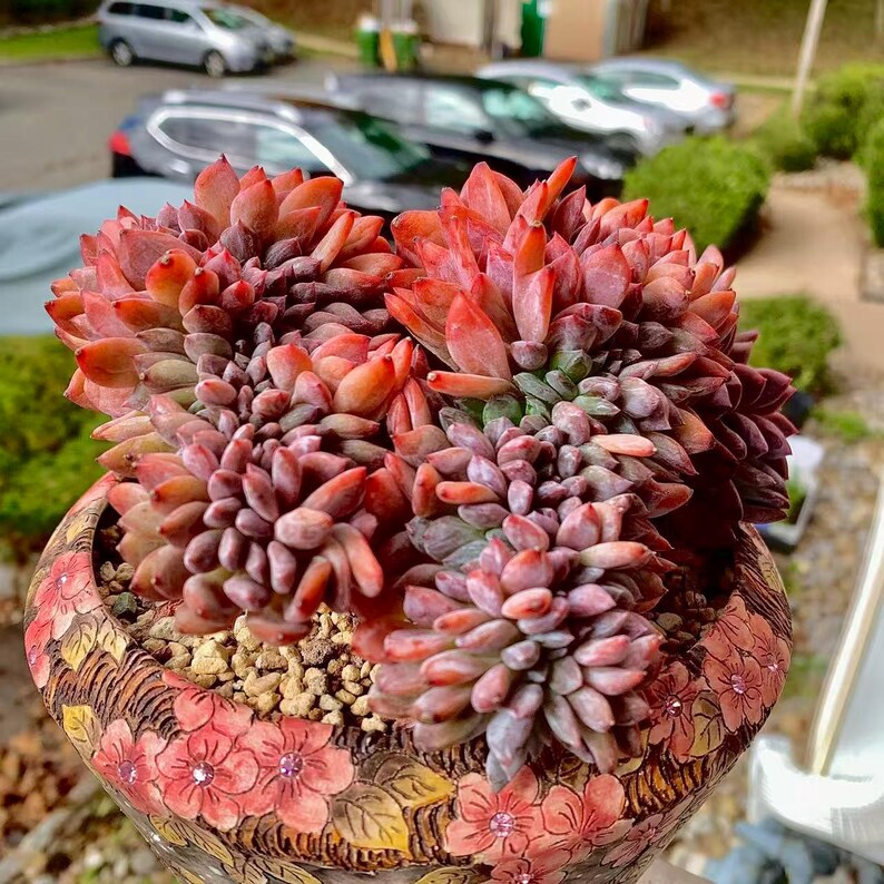 Boutique Rare Succulents/Echeveria Orange Monroe Crested /What You See is What You Get /Bare Root Without Soil Pot/Plants Gifts